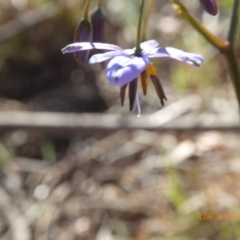 Dianella revoluta var. revoluta at Hall, ACT - 3 Nov 2018 08:06 AM