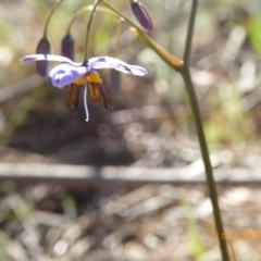 Dianella revoluta var. revoluta at Hall, ACT - 3 Nov 2018 08:06 AM