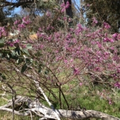 Indigofera australis subsp. australis (Australian Indigo) at Hall, ACT - 21 Sep 2013 by JanetRussell