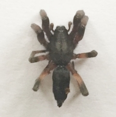 Lampona cylindrata (White-tailed Spider) at Hughes, ACT - 5 Nov 2018 by ruthkerruish