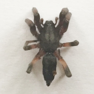 Lampona cylindrata (White-tailed Spider) at Hughes, ACT - 5 Nov 2018 by ruthkerruish