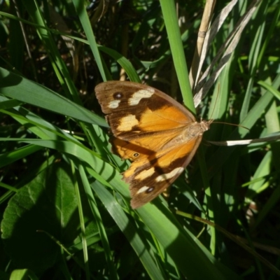 Heteronympha merope (Common Brown Butterfly) at Hall, ACT - 12 Apr 2014 by JanetRussell