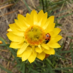 Hippodamia variegata (Spotted Amber Ladybird) at Kambah, ACT - 1 Nov 2018 by MatthewFrawley