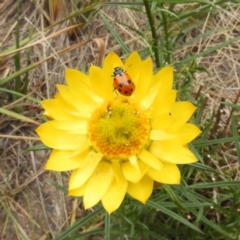 Hippodamia variegata at Kambah, ACT - 1 Nov 2018