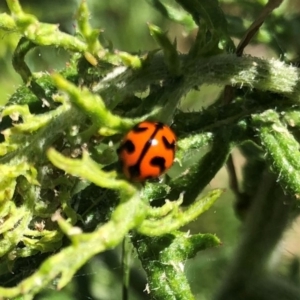 Coccinella transversalis at Hall, ACT - 3 Nov 2018 11:16 AM