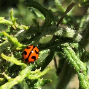 Coccinella transversalis at Hall, ACT - 3 Nov 2018 11:16 AM