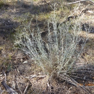 Senecio quadridentatus (Cotton Fireweed) at Hall, ACT - 2 Nov 2018 by AndyRussell