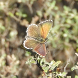 Neolucia agricola at Bonython, ACT - 4 Nov 2018