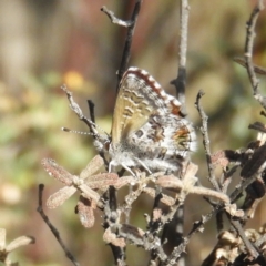 Neolucia agricola at Bonython, ACT - 4 Nov 2018