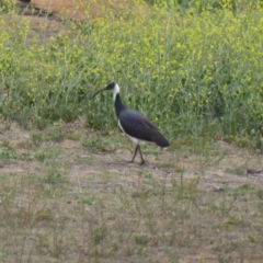 Threskiornis spinicollis at Hughes, ACT - 5 Nov 2018