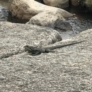 Intellagama lesueurii howittii at Paddys River, ACT - 5 Nov 2018 11:33 AM