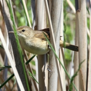 Acrocephalus australis at Fyshwick, ACT - 4 Nov 2018