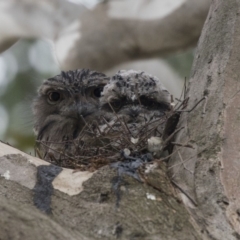 Podargus strigoides (Tawny Frogmouth) at Acton, ACT - 4 Nov 2018 by AlisonMilton