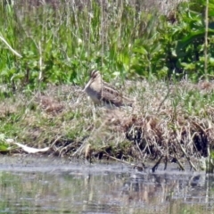 Gallinago hardwickii at Fyshwick, ACT - 4 Nov 2018 02:37 PM