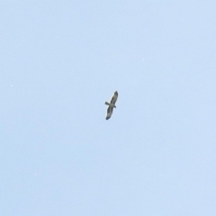 Hieraaetus morphnoides (Little Eagle) at Fyshwick, ACT - 4 Nov 2018 by RodDeb