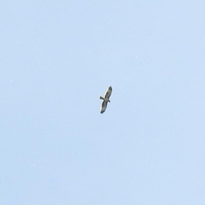 Hieraaetus morphnoides (Little Eagle) by RodDeb