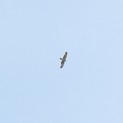 Hieraaetus morphnoides (Little Eagle) at Fyshwick, ACT - 4 Nov 2018 by RodDeb