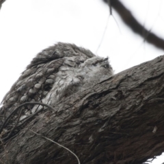 Podargus strigoides (Tawny Frogmouth) at Acton, ACT - 5 Nov 2018 by AlisonMilton