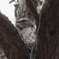 Podargus strigoides at Acton, ACT - 5 Nov 2018