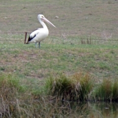 Pelecanus conspicillatus (Australian Pelican) at Hume, ACT - 5 Nov 2018 by RodDeb