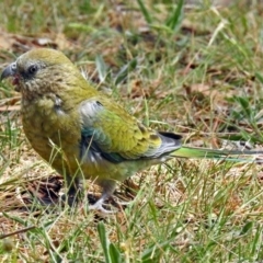 Psephotus haematonotus (Red-rumped Parrot) at Fyshwick, ACT - 4 Nov 2018 by RodDeb