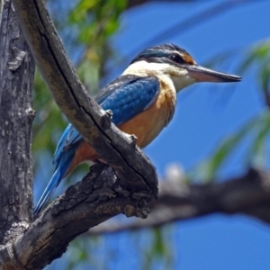 Todiramphus sanctus at Fyshwick, ACT - 4 Nov 2018 12:46 PM