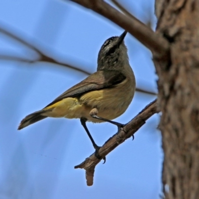 Acanthiza chrysorrhoa (Yellow-rumped Thornbill) at Fyshwick, ACT - 4 Nov 2018 by RodDeb