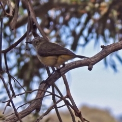 Acanthiza chrysorrhoa at Fyshwick, ACT - 4 Nov 2018 11:49 AM