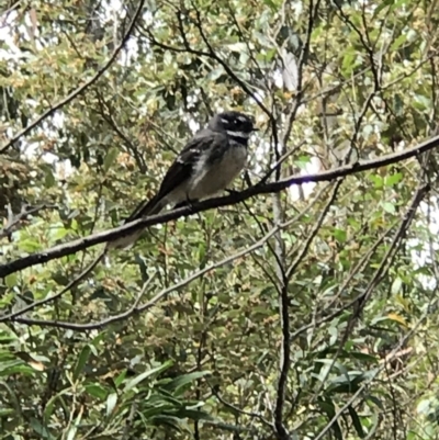 Rhipidura albiscapa (Grey Fantail) at Paddys River, ACT - 5 Nov 2018 by Rich Forshaw
