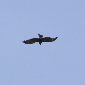 Aquila audax at Fyshwick, ACT - 4 Nov 2018 11:52 AM