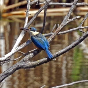 Todiramphus sanctus at Fyshwick, ACT - 4 Nov 2018 02:15 PM