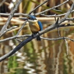 Todiramphus sanctus at Fyshwick, ACT - 4 Nov 2018 02:15 PM