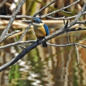 Todiramphus sanctus at Fyshwick, ACT - 4 Nov 2018 02:15 PM