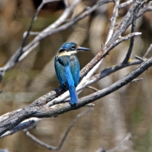 Todiramphus sanctus at Fyshwick, ACT - 4 Nov 2018 02:15 PM