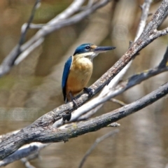 Todiramphus sanctus at Fyshwick, ACT - 4 Nov 2018 02:15 PM