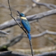 Todiramphus sanctus at Fyshwick, ACT - 4 Nov 2018 02:15 PM