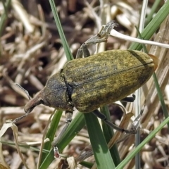 Larinus latus at Fyshwick, ACT - 4 Nov 2018 01:43 PM