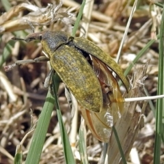 Larinus latus at Fyshwick, ACT - 4 Nov 2018 01:43 PM