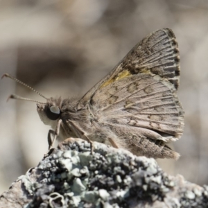 Trapezites phigalioides at Michelago, NSW - 3 Nov 2018