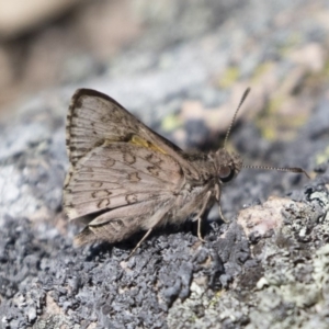 Trapezites phigalioides at Michelago, NSW - 3 Nov 2018