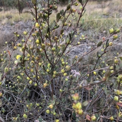 Hibbertia obtusifolia (Grey Guinea-flower) at Chapman, ACT - 2 Nov 2018 by Nat