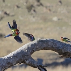 Platycercus eximius (Eastern Rosella) at Michelago, NSW - 20 Sep 2018 by Illilanga