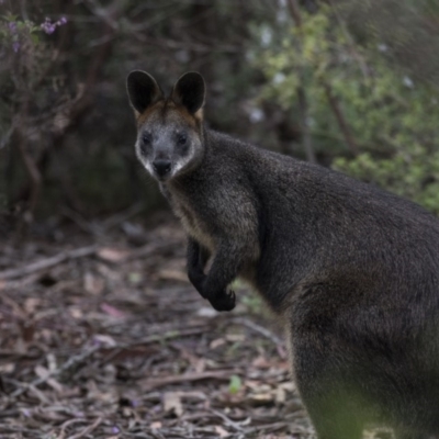 Wallabia bicolor (Swamp Wallaby) at Acton, ACT - 5 Nov 2018 by AlisonMilton