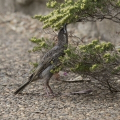 Anthochaera carunculata (Red Wattlebird) at Acton, ACT - 4 Nov 2018 by Alison Milton