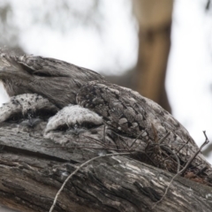 Podargus strigoides (Tawny Frogmouth) at Acton, ACT - 5 Nov 2018 by AlisonMilton