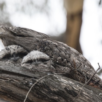 Podargus strigoides (Tawny Frogmouth) at Acton, ACT - 5 Nov 2018 by AlisonMilton