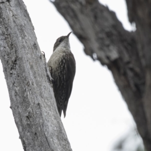 Cormobates leucophaea at Acton, ACT - 5 Nov 2018