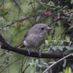 Pachycephala pectoralis (Golden Whistler) at Acton, ACT - 4 Nov 2018 by Alison Milton