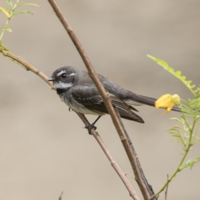 Rhipidura albiscapa (Grey Fantail) at Acton, ACT - 4 Nov 2018 by Alison Milton