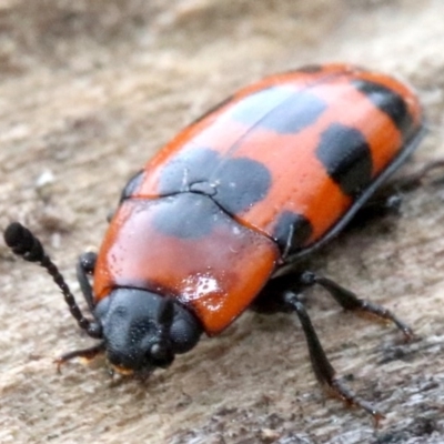 Episcaphula australis (Fungus beetle) at Acton, ACT - 4 Nov 2018 by jbromilow50